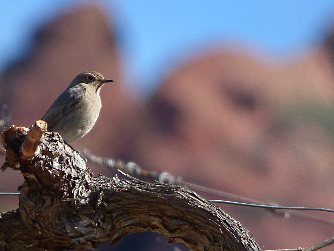 Image - black redstart vineyard vine bird