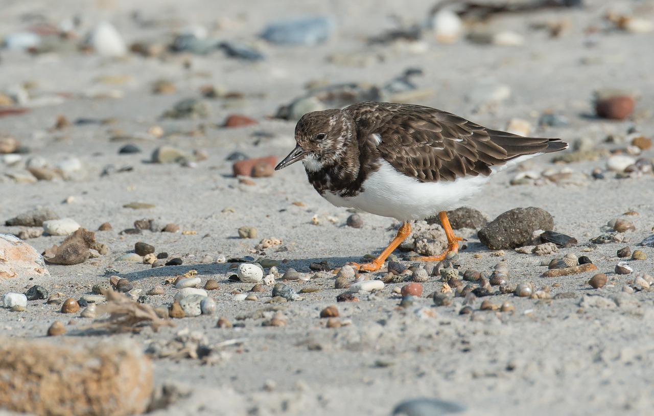 Image - stone waltz bird turnstone