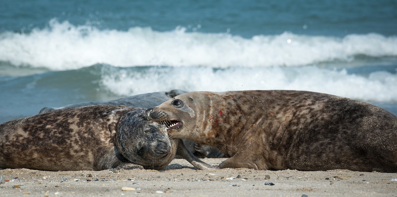 Image - grey seals bite beach helgoland