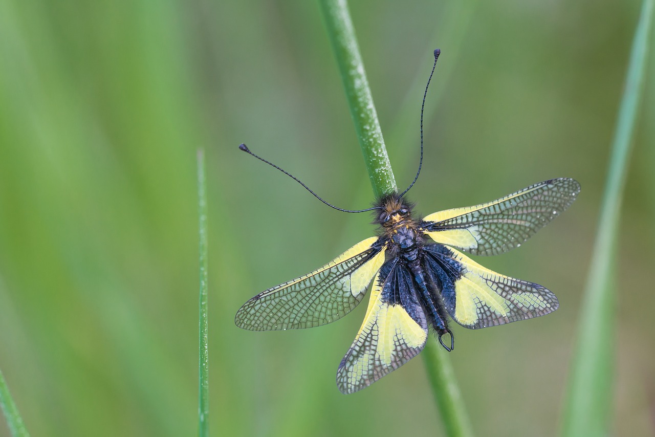 Image - insect dragonflies butterfly way