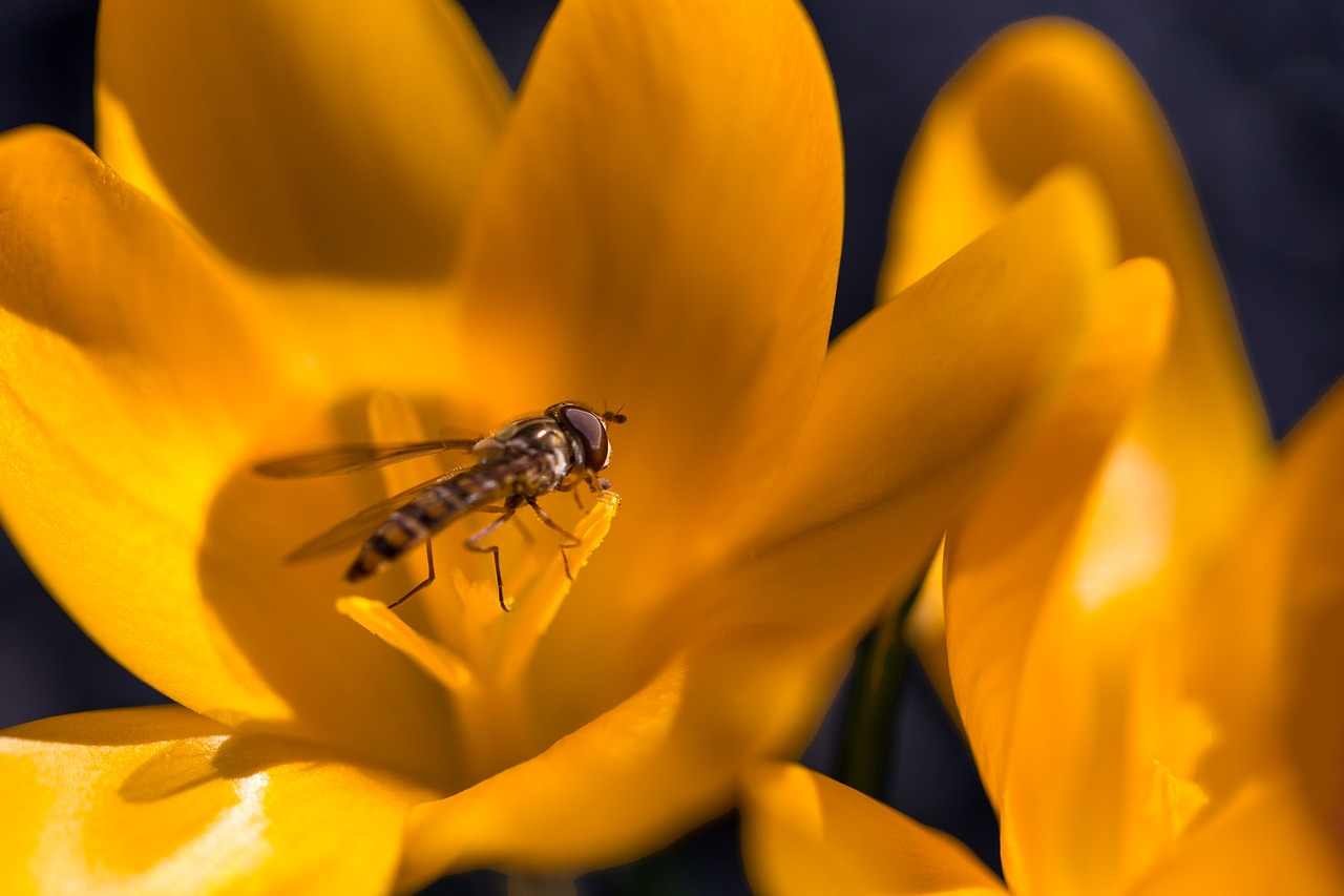 Image - episyrphus balteatus fly flora