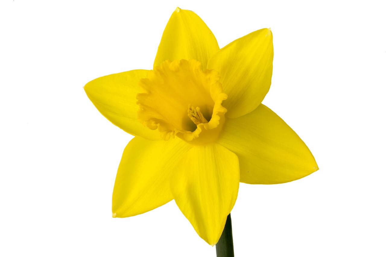 Image - narcis flower yellow