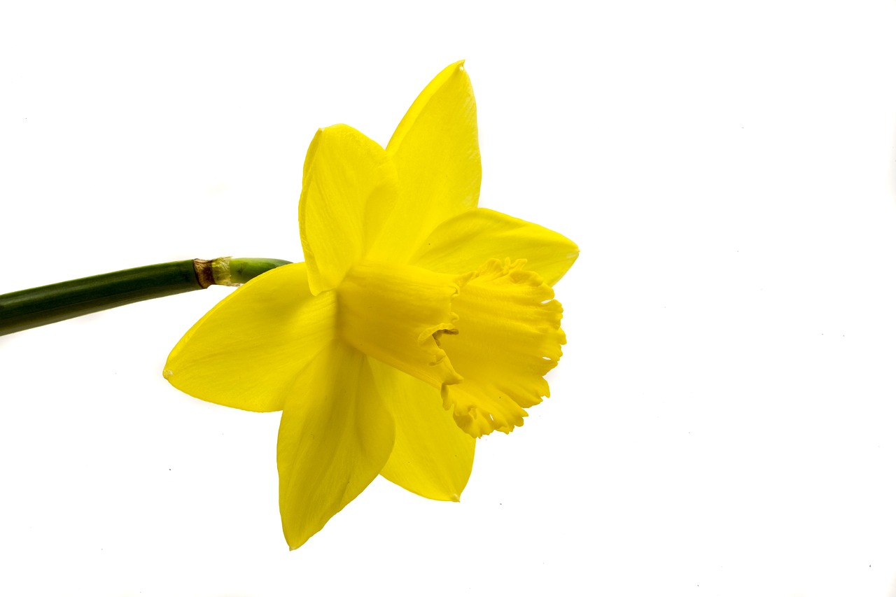 Image - narcis flower yellow