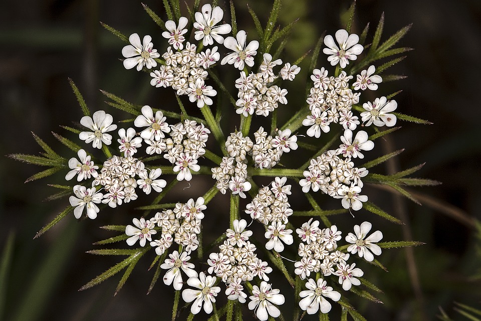 Image - carrot flowers wild carrot