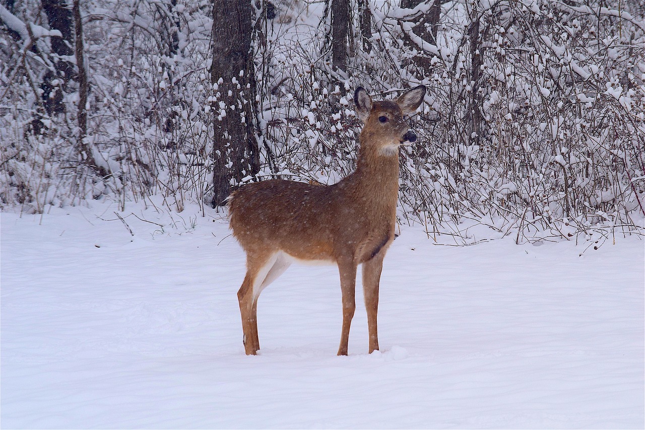 Image - deer snow woods winter white tree