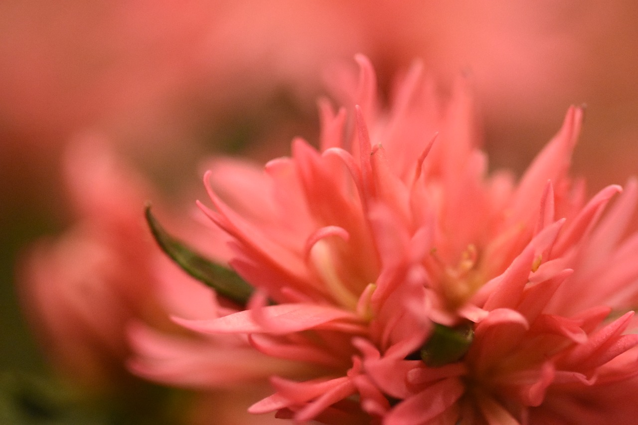 Image - blur flower pink macro plant