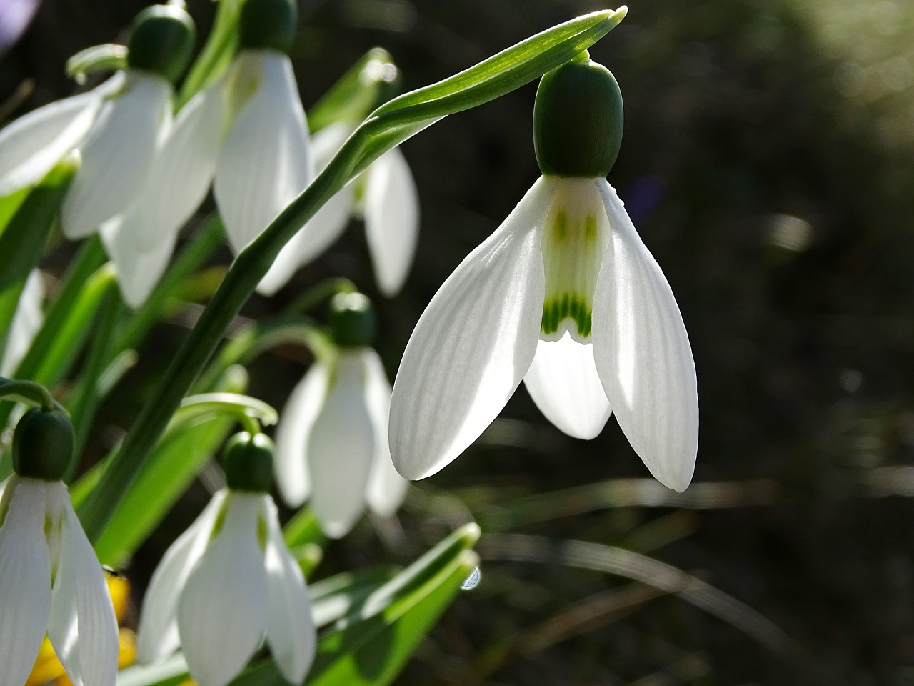 Image - snowdrop spring flowers