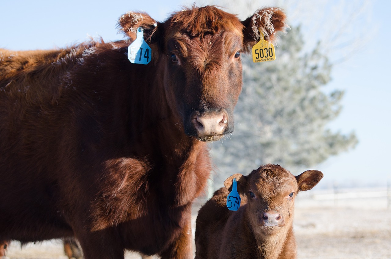 Image - cows calf red angus farm