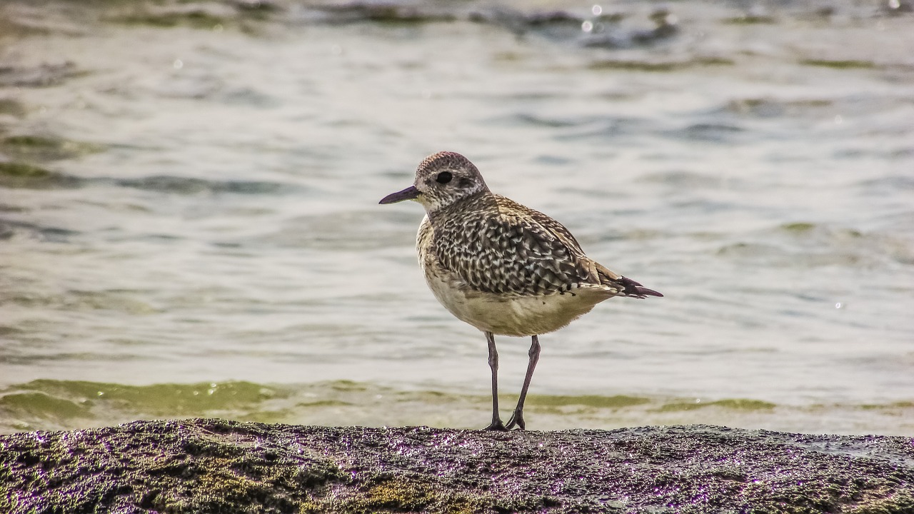 Image - stint grey seabird migratory