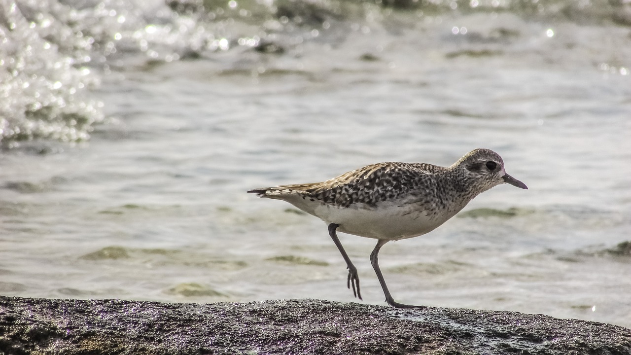 Image - stint grey seabird migratory