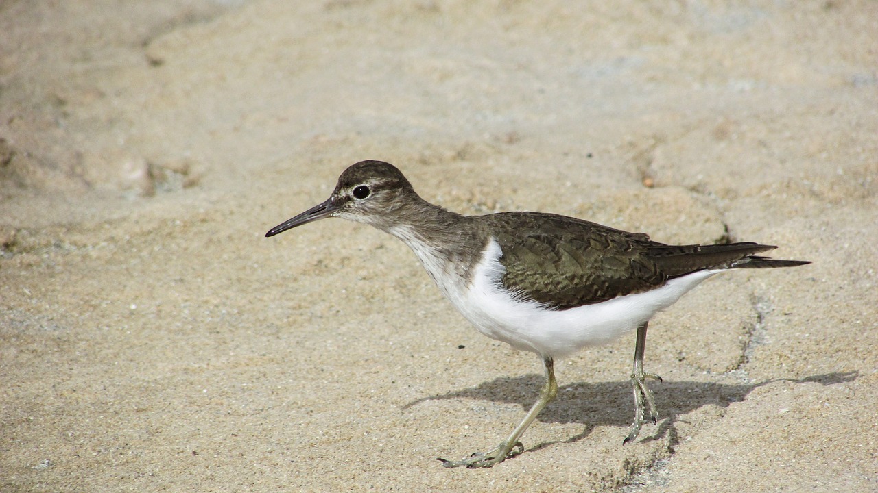 Image - stint seabird migratory nature