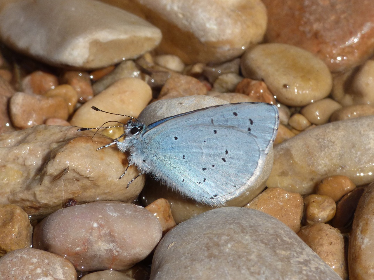 Image - butterfly turquoise mediterranean