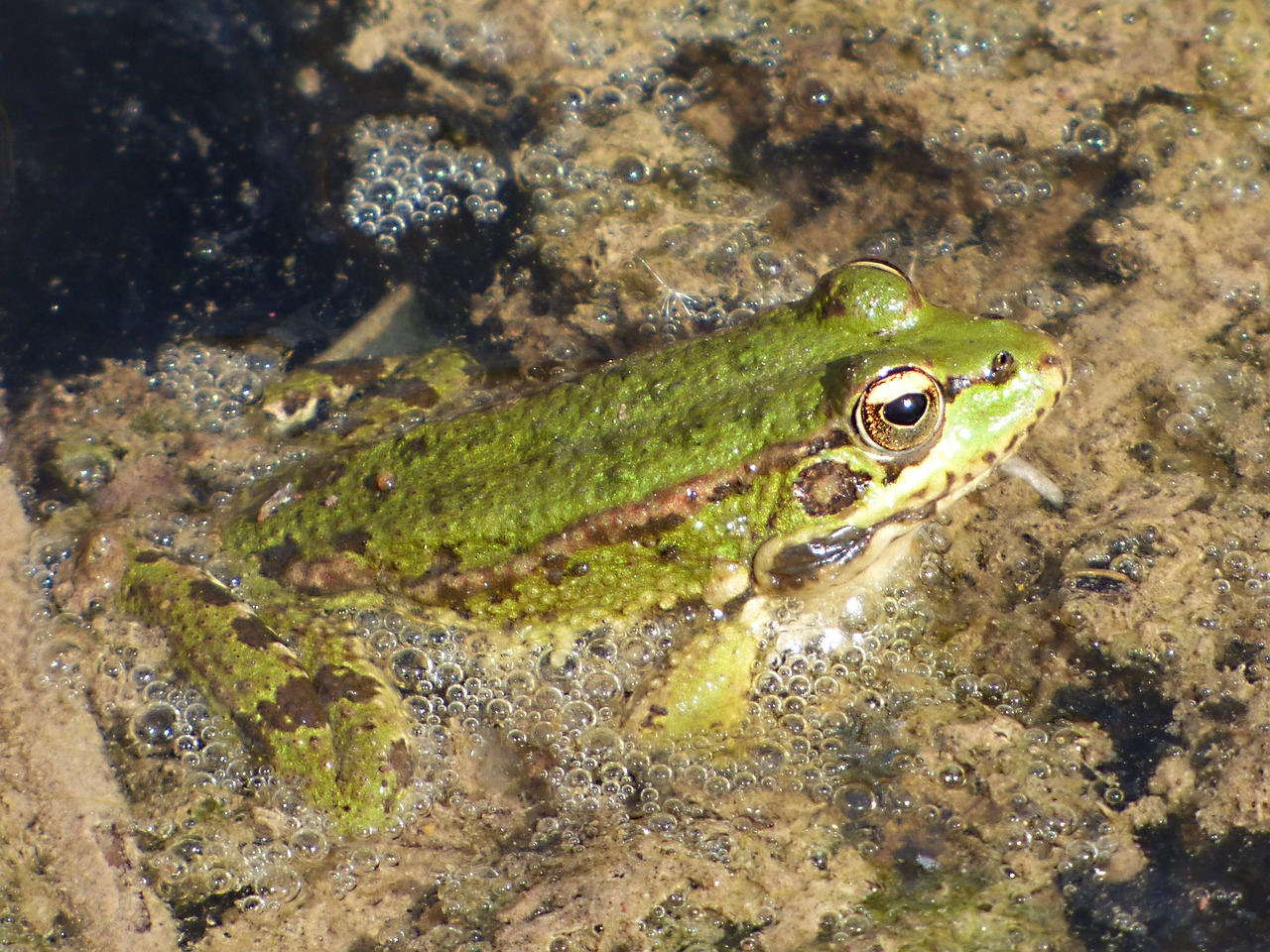 Image - frog river algae batrachian