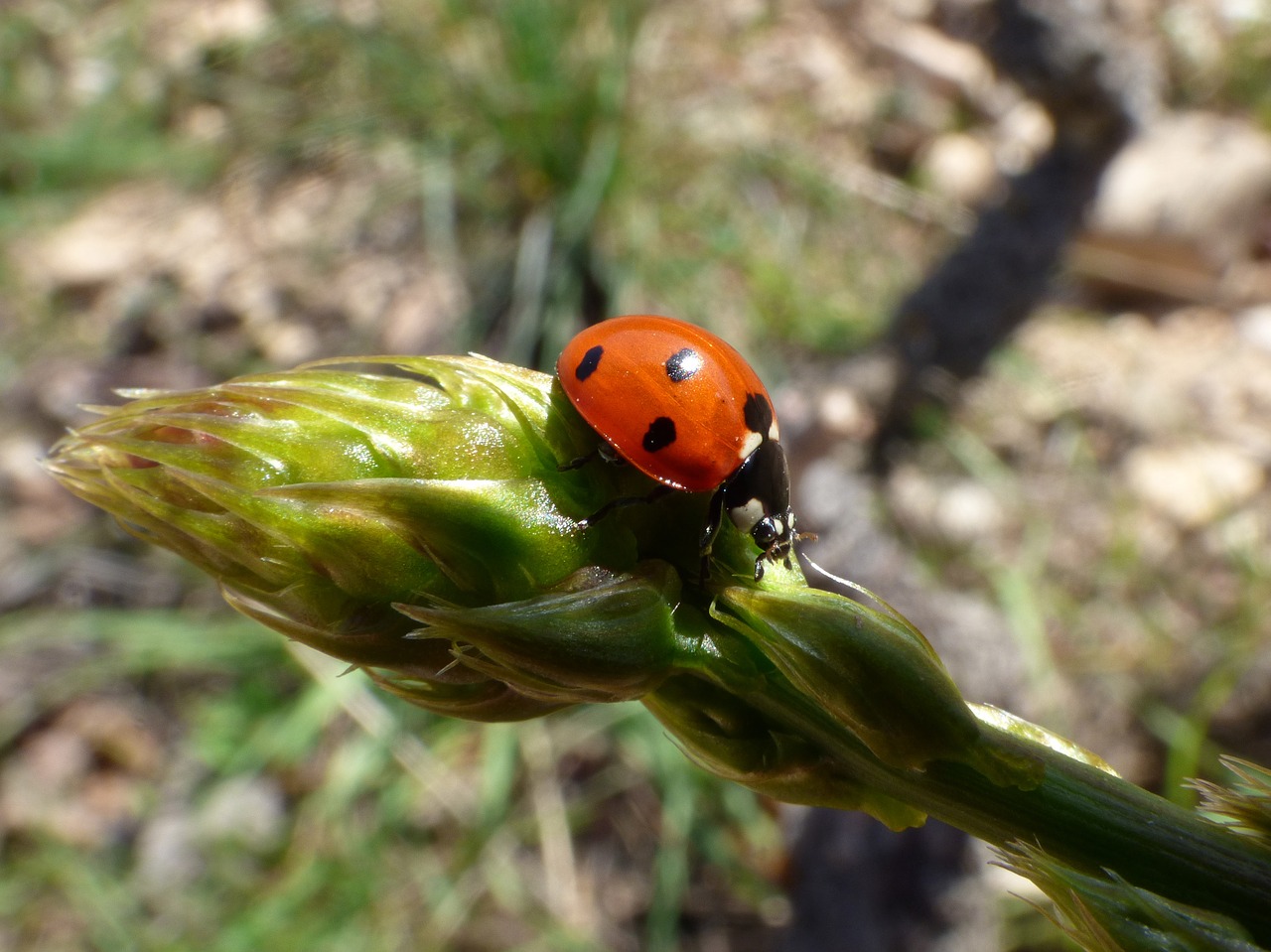 Image - ladybug asparagus detail