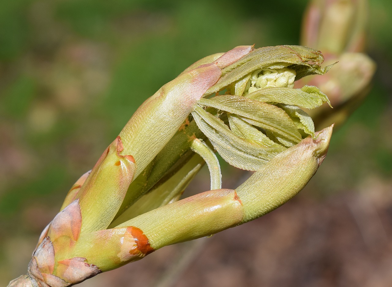 Image - leaves and flower bud