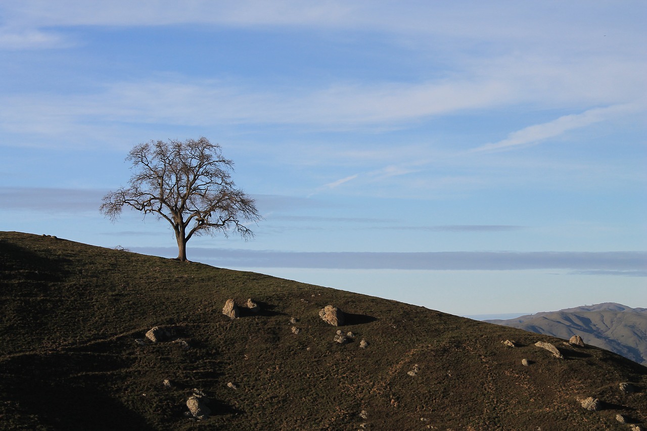 Image - california hills tree landscape