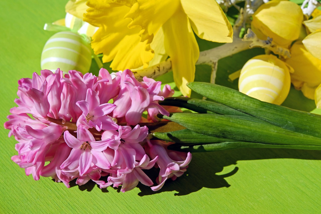 Image - easter theme hyacinth flower