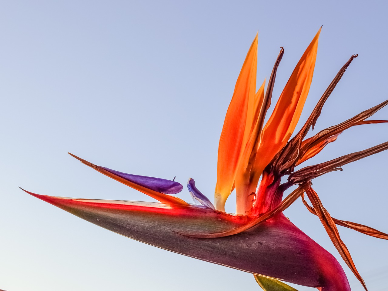 Image - caudata flower bird of paradise