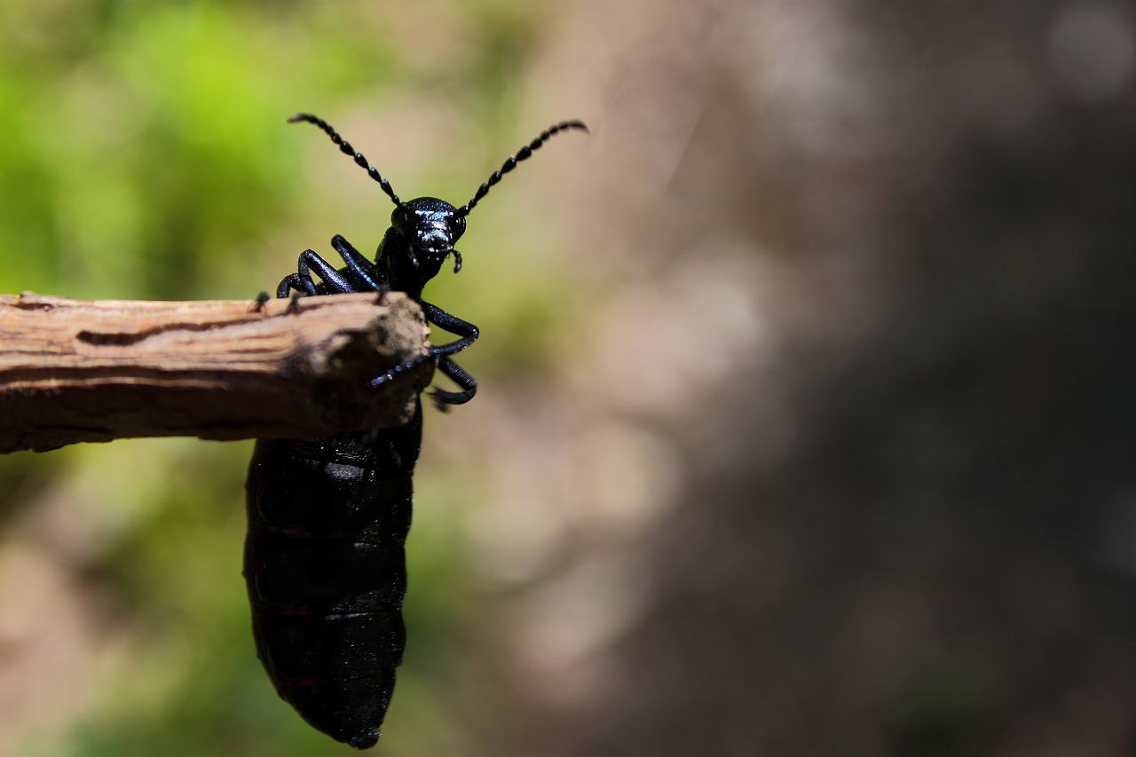 Image - beetle forest beetle insect black