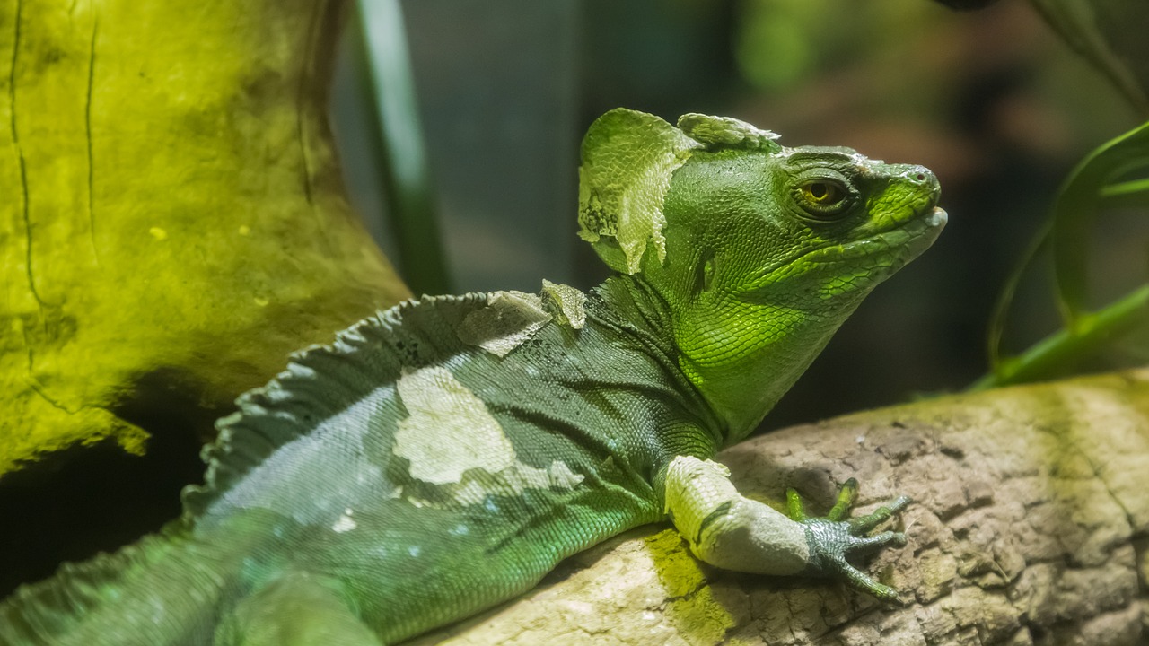 Image - lizard dragon zoo