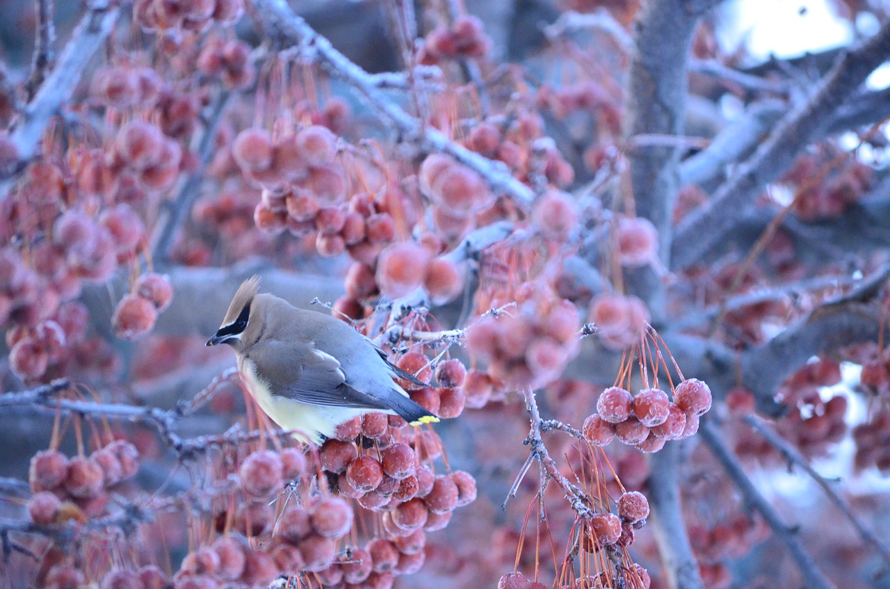 Image - winter bird frozen branch tree