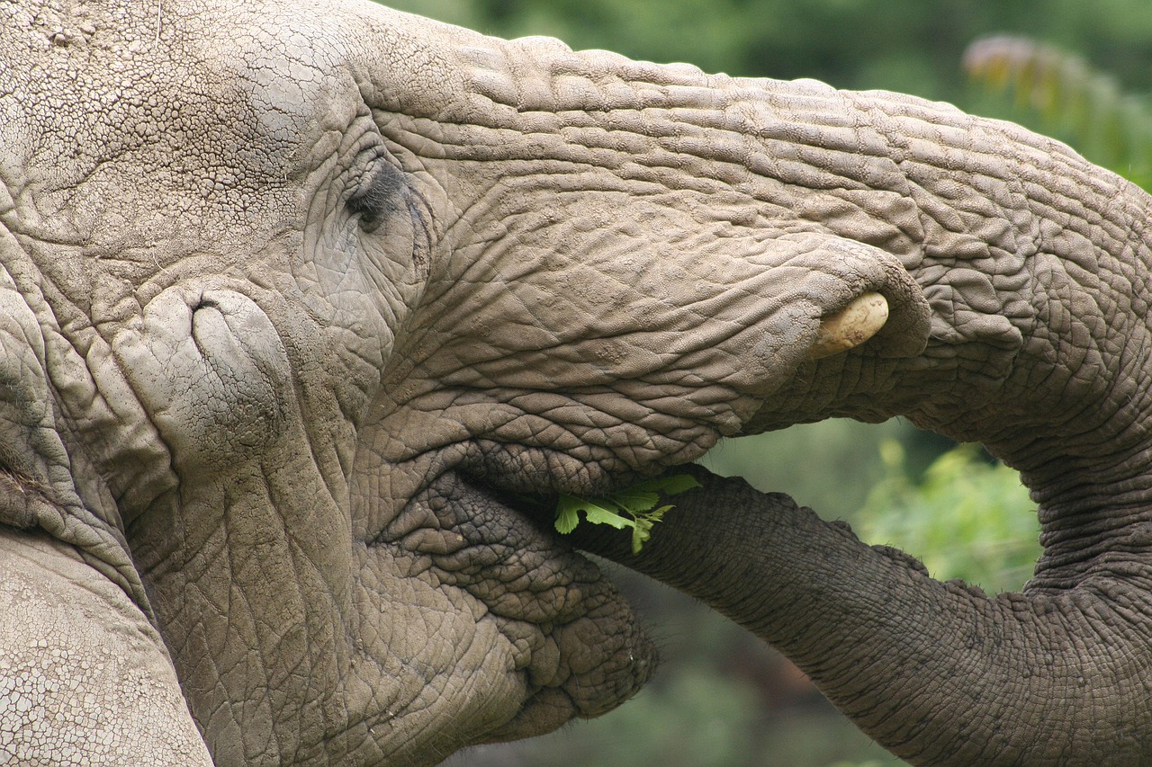 Image - elephant eating africa grey mammal