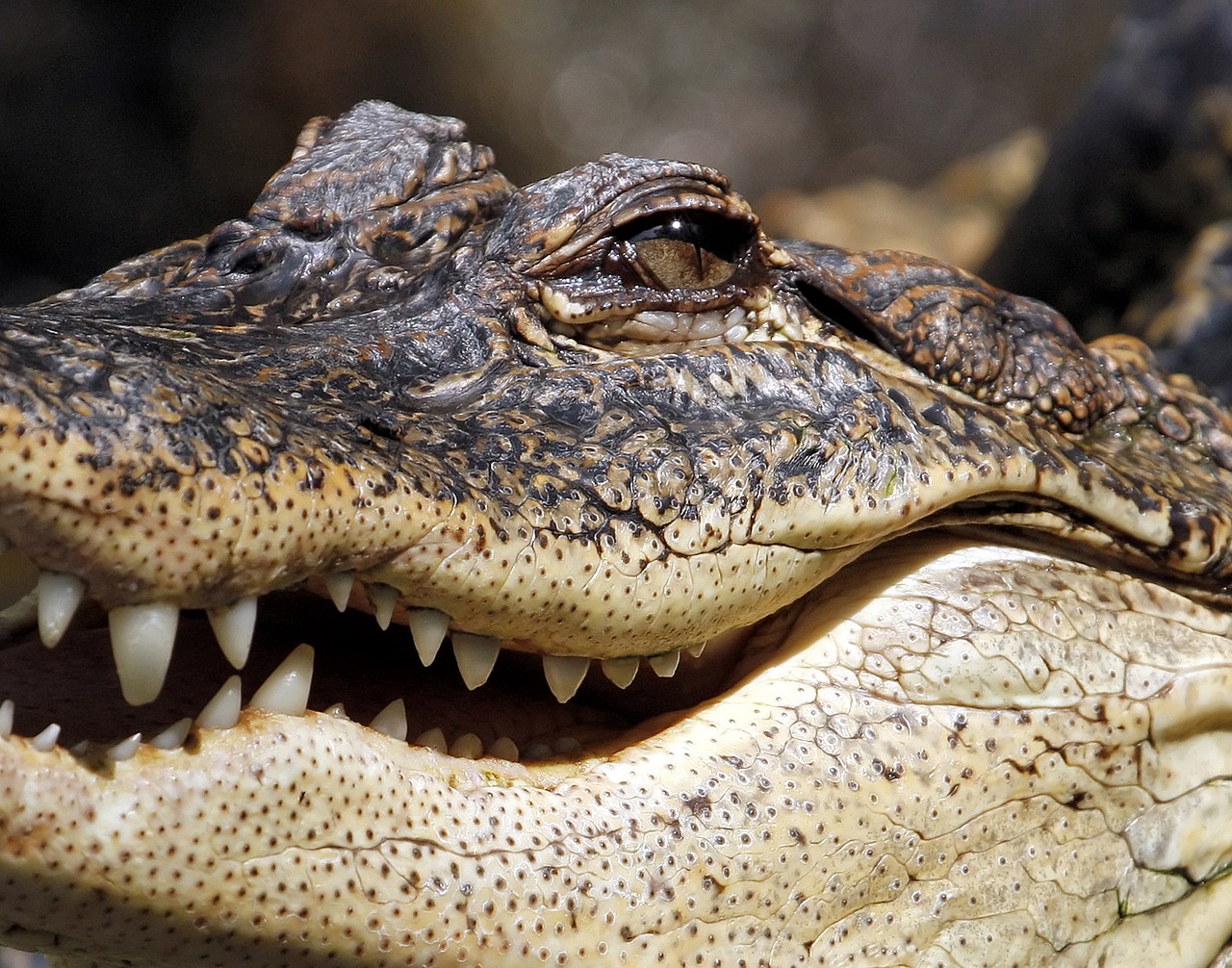 Image - alligator crocodile jaw marsh