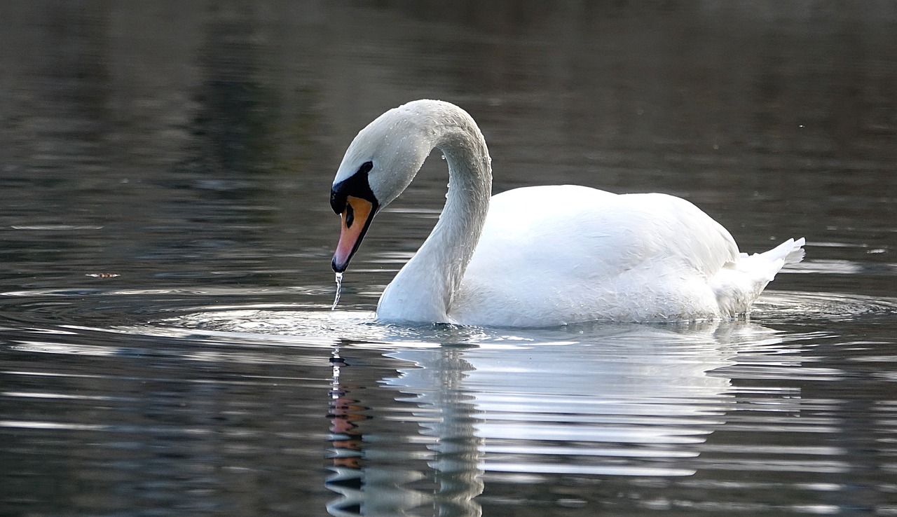 Image - swan water lake white noble
