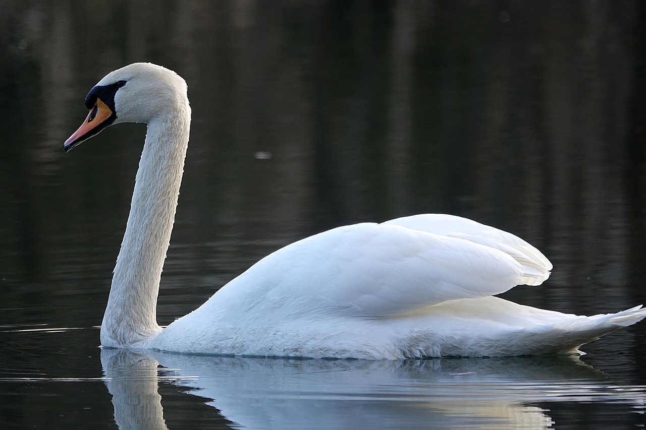 Image - swan water lake noble white