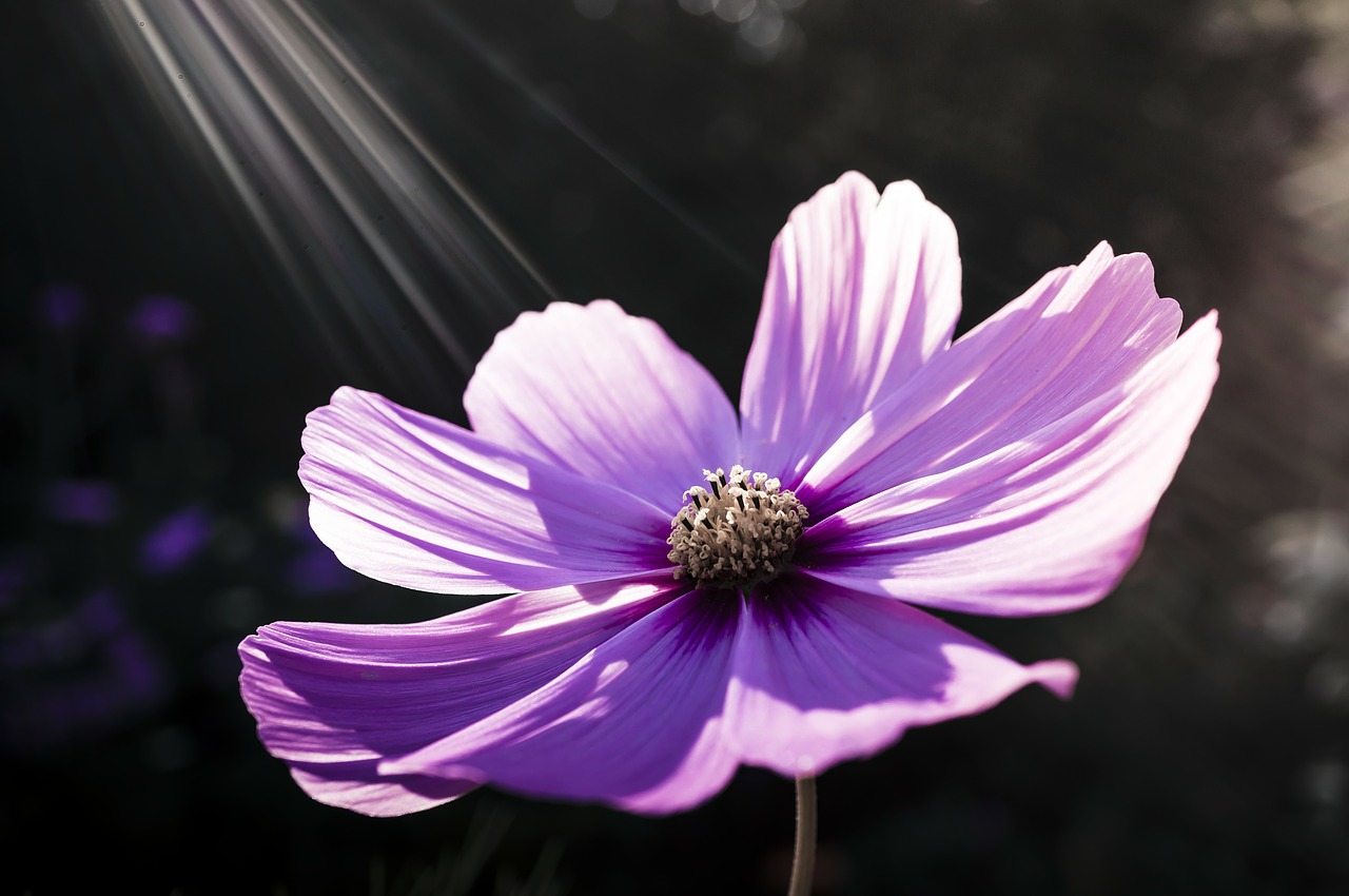 Image - flower flowers nature pink flower