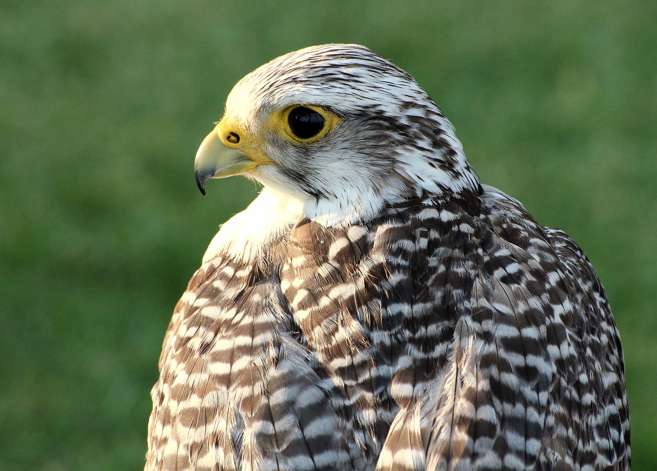 Image - ave bird of prey falconry