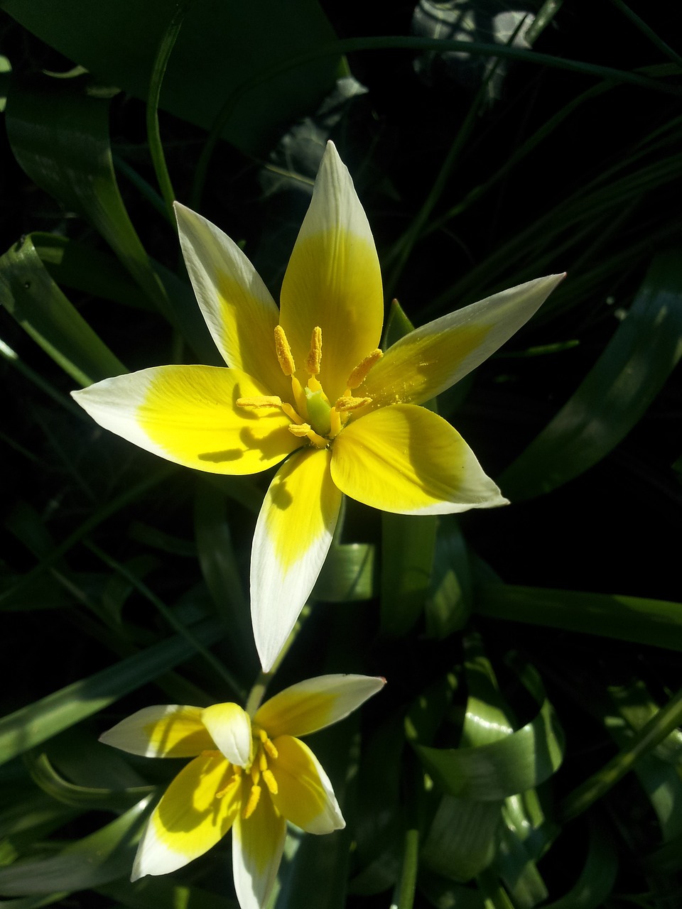 Image - tulip wild tulip flower garden