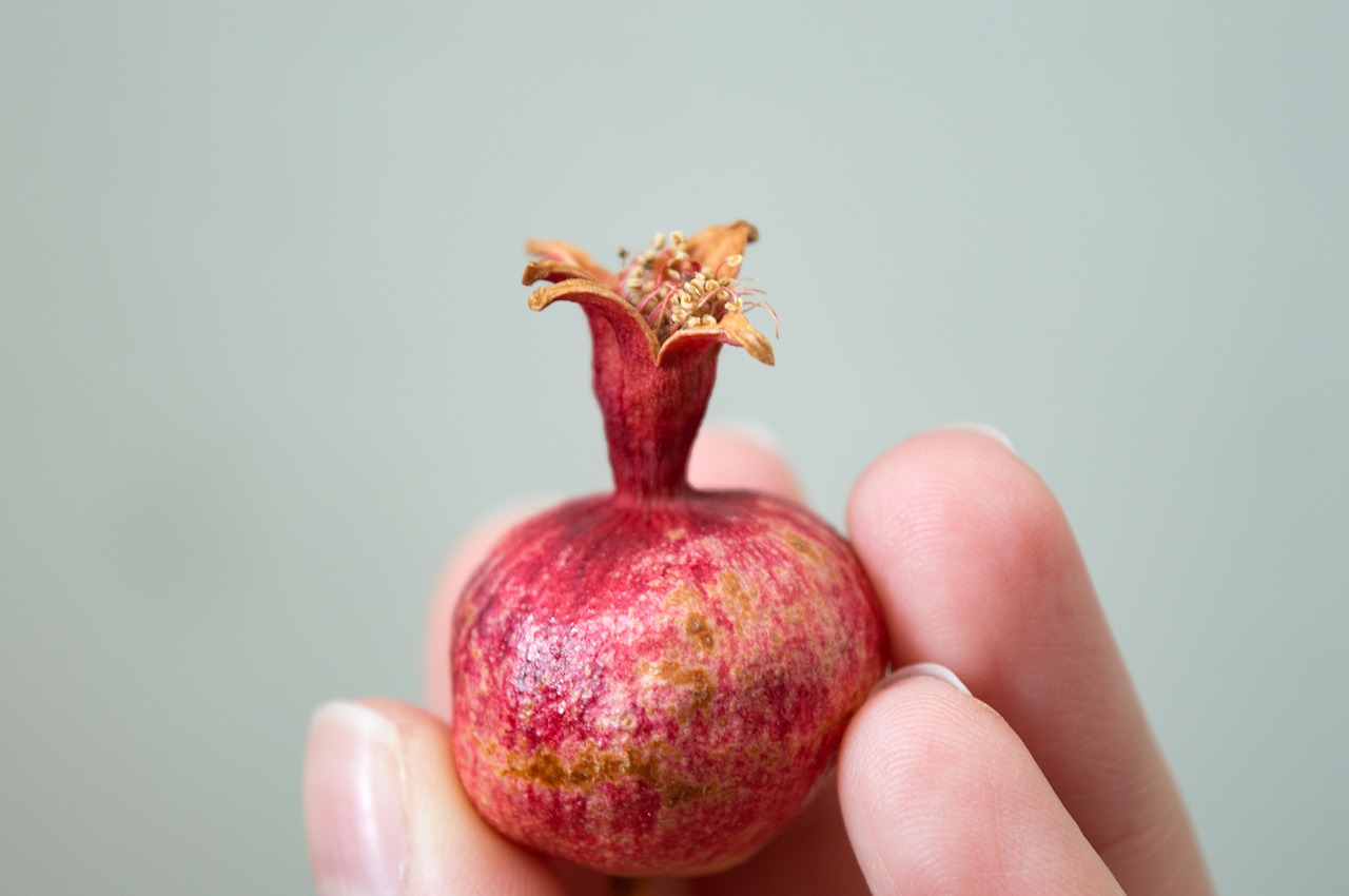 Image - dwarf pomegranate pomegranate fruit