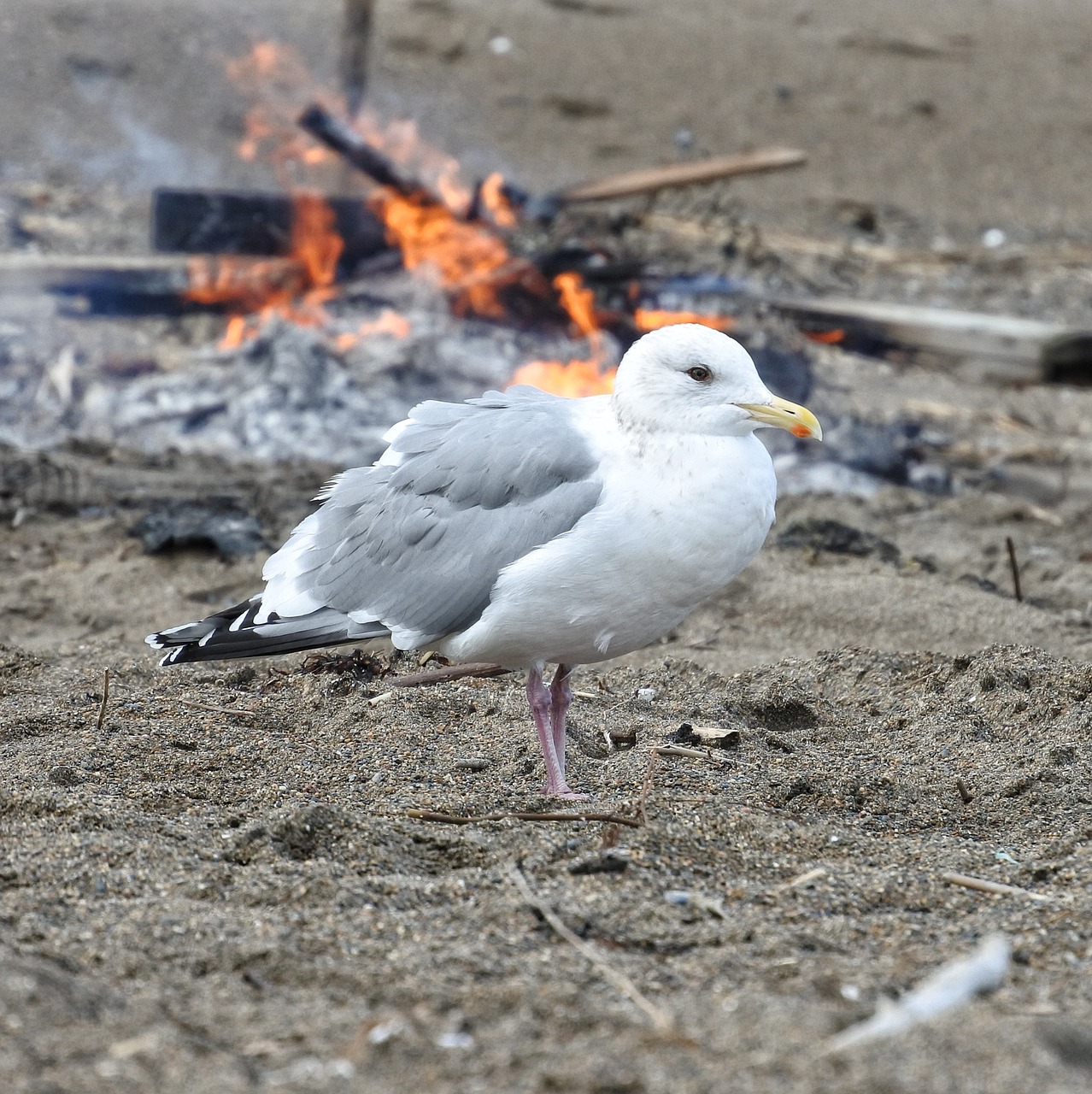 Image - animal beach sea gull seagull