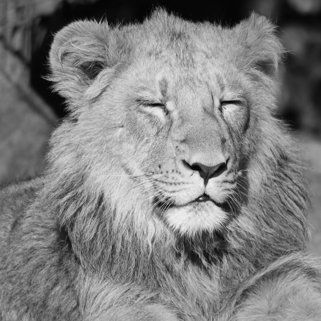 Image - lion animal mammal predator enjoy