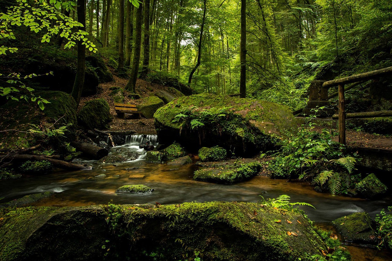 Image - landscape forest spring morning