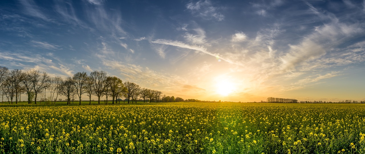 Image - oilseed rape field of rapeseeds