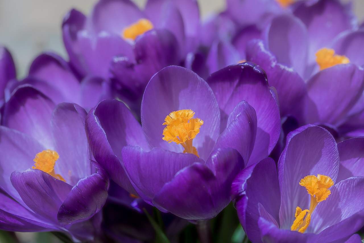 Image - crocus flower spring bühen purple