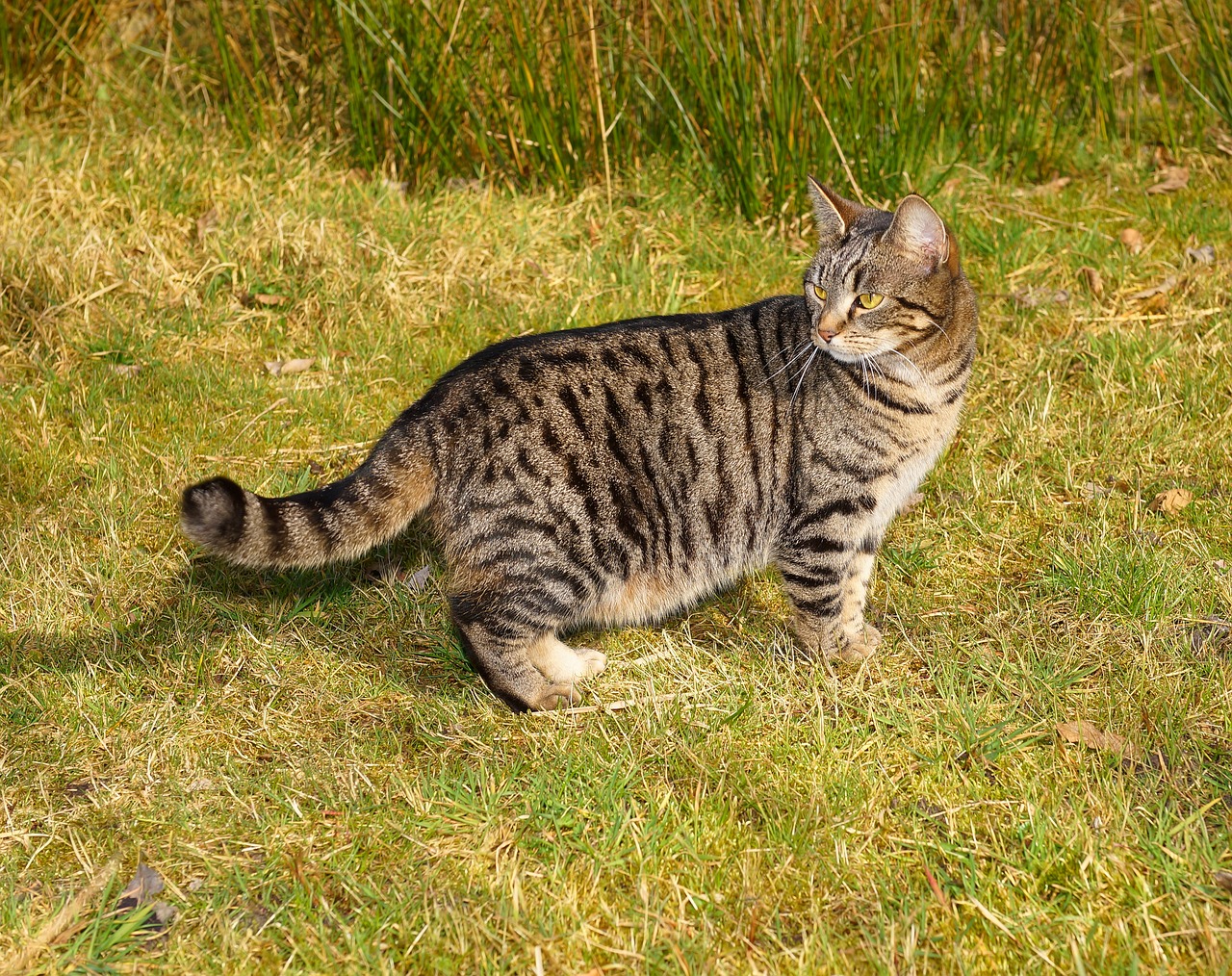 Image - cat female three coloured