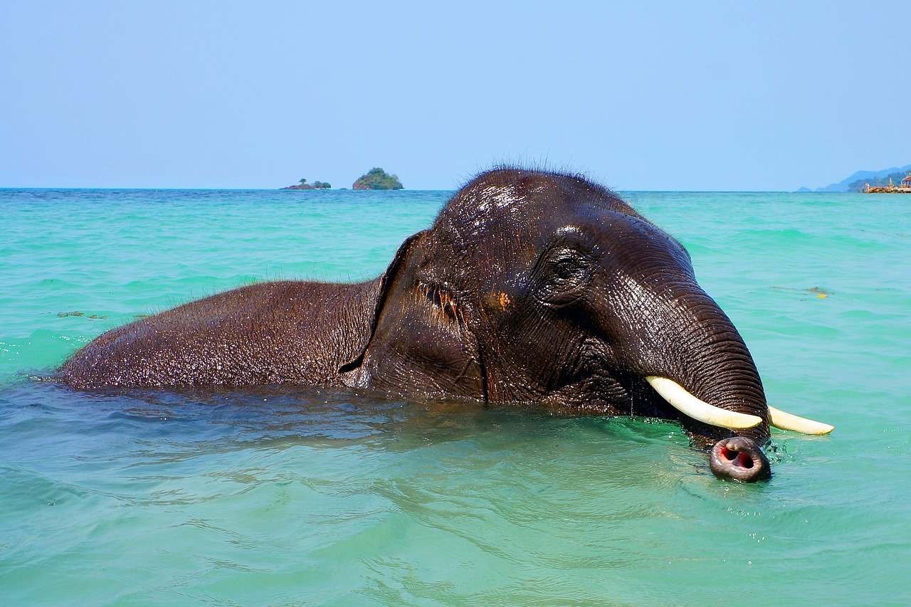 Image - elephant bathing sea trunk water