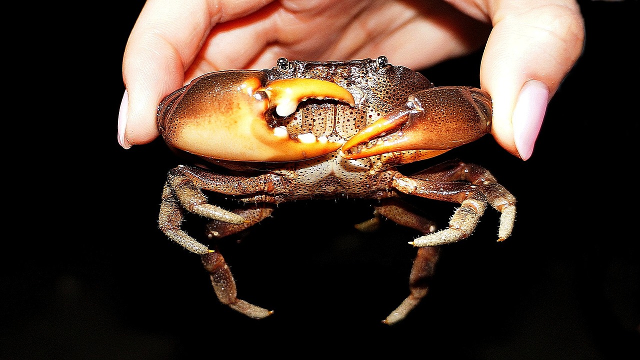 Image - crab pincers sea ​​creatures