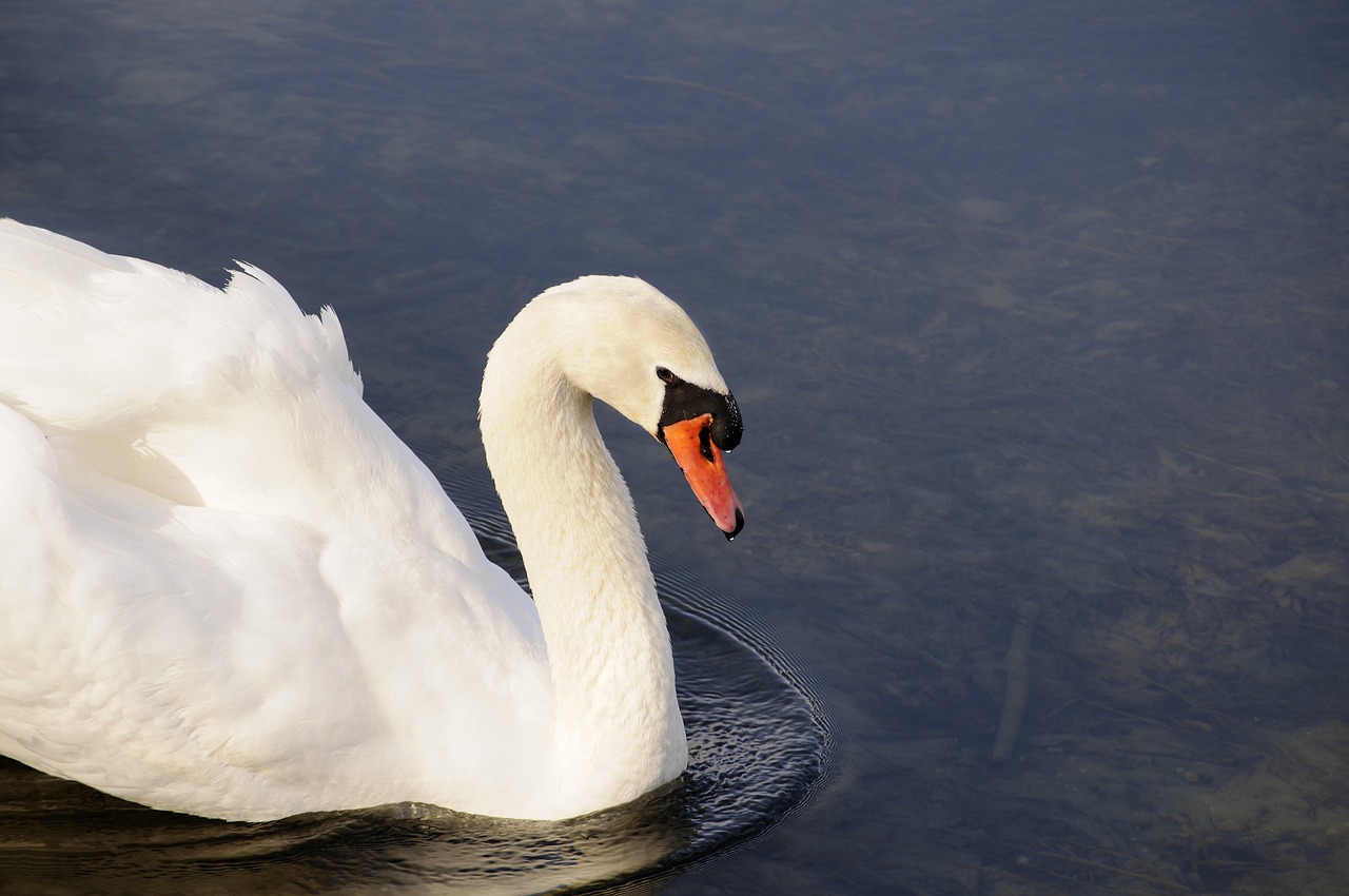 Image - swan animal bird water blue