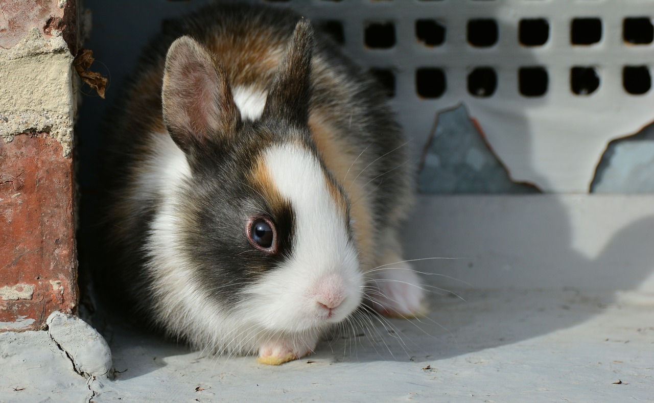 Image - hare bunny cute sweet fur pet