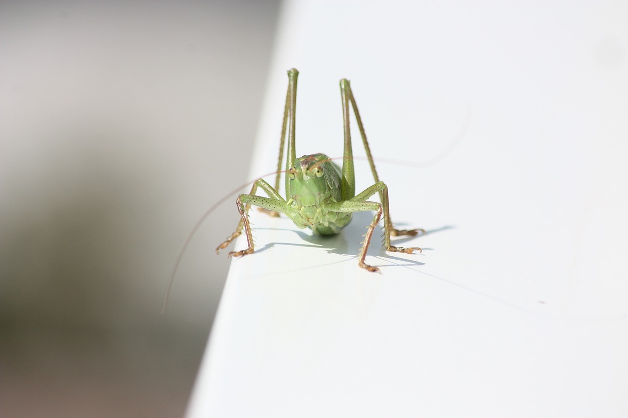 Image - insect grasshopper green nature