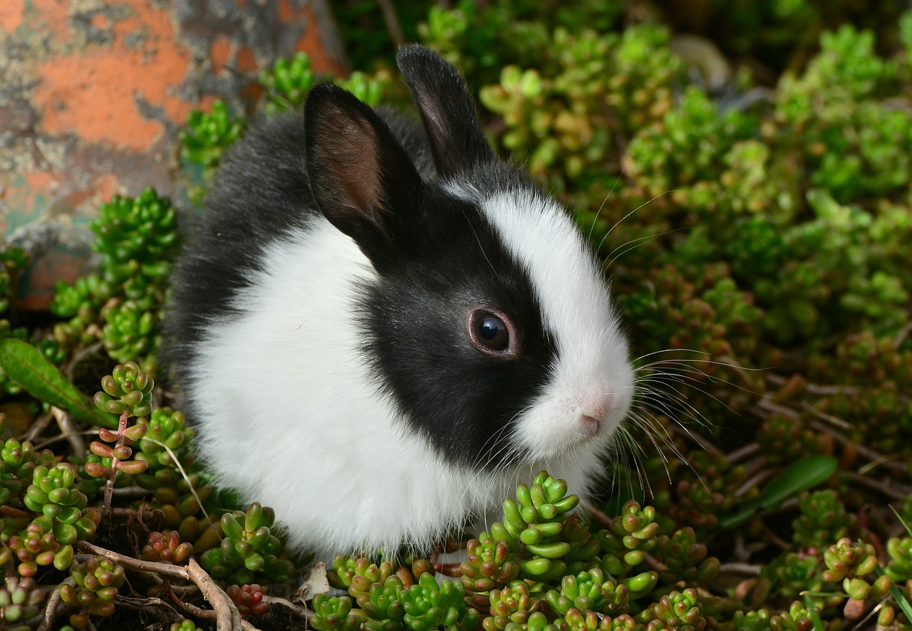 Image - hare bunny cute fur pet nager