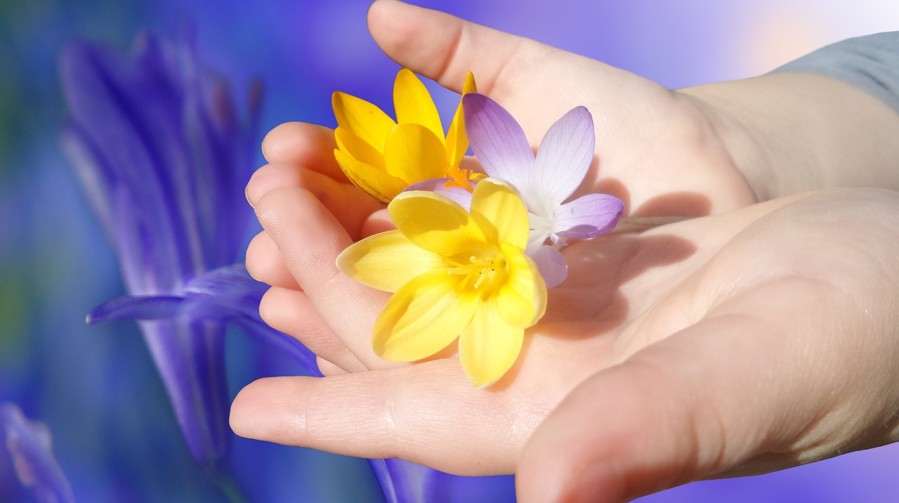 Image - crocus flower flowers bloom hand