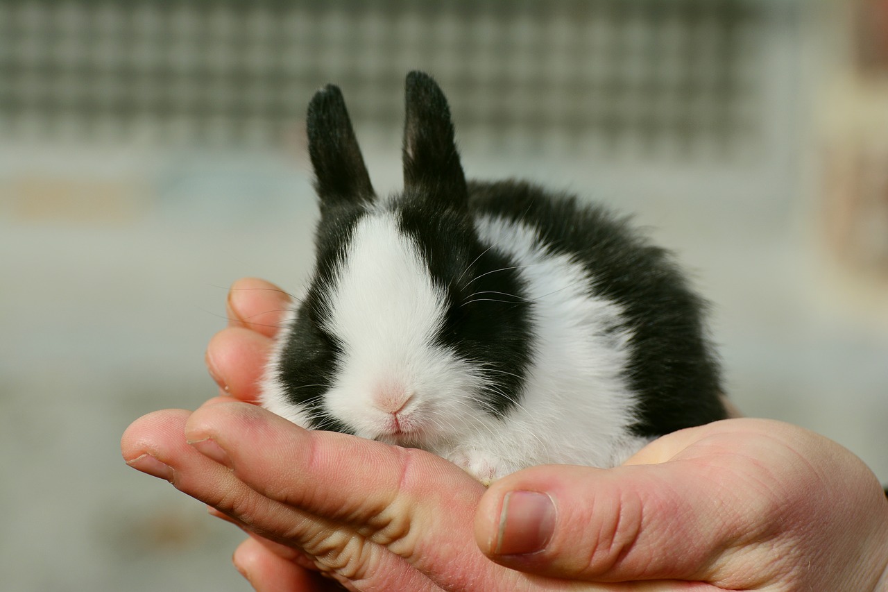 Image - hare bunny cute sweet fur pet