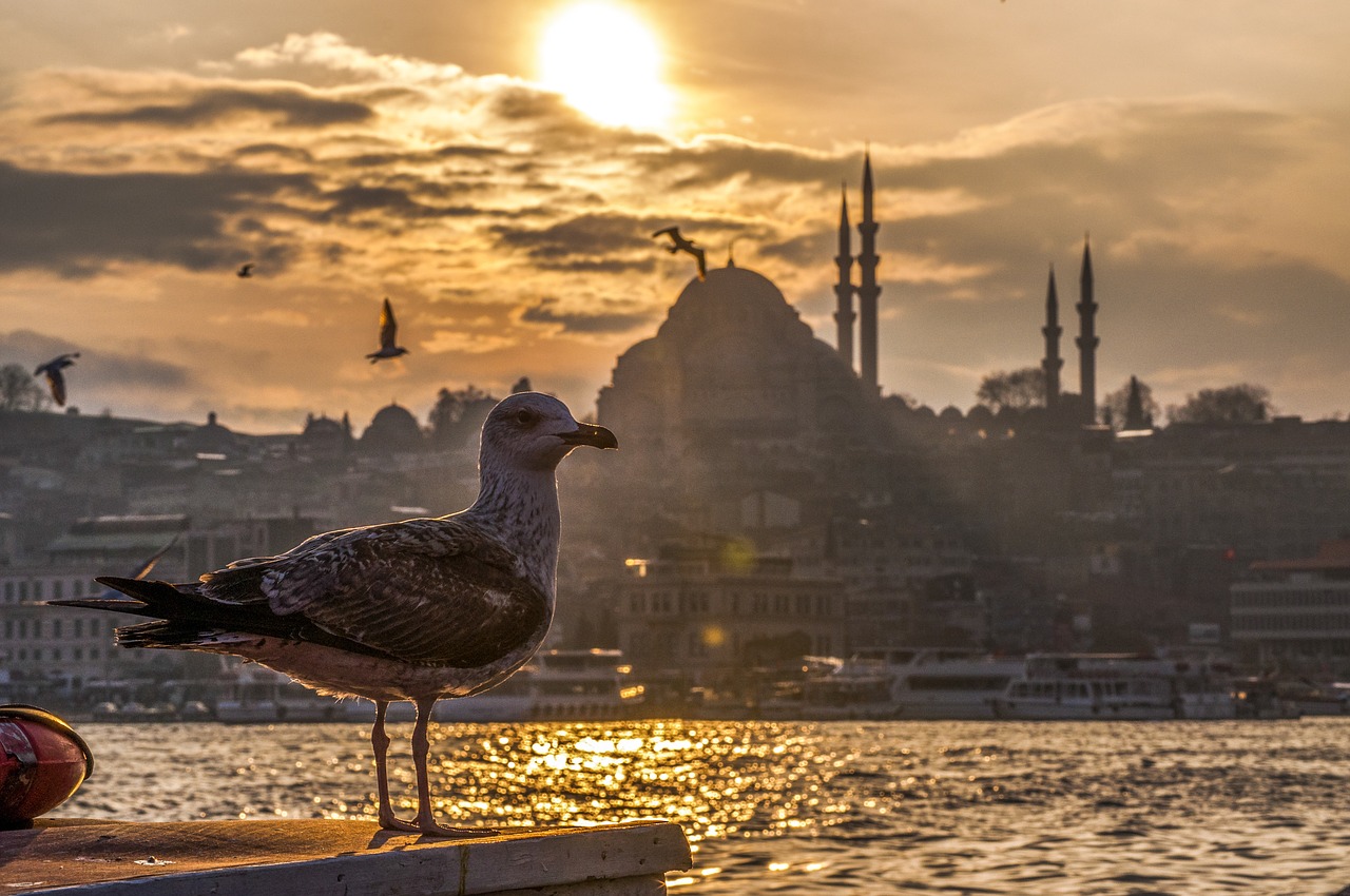 Image - seagull marine cami turkey peace