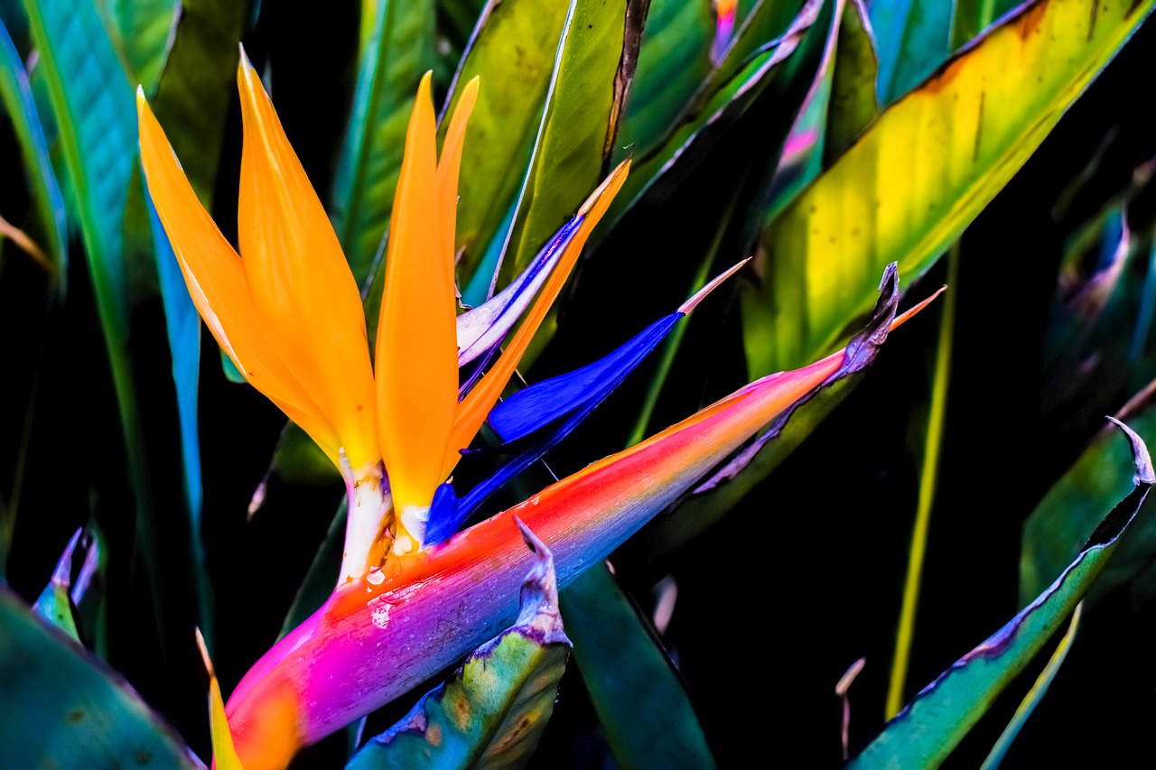 Image - caudata flower bird of paradise