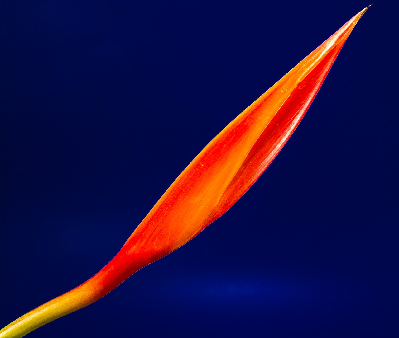 Image - strelitzia blossom bloom flower